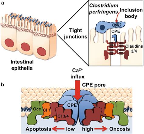 Clostridium Perfringens Toxin