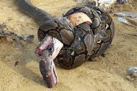 Black Mamba Vs King Cobra Fight Who Is More Venomous