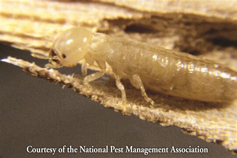 Are You At Risk For Termite Infestations In Indiana