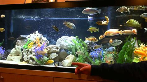 Thank You A View Of My Beautiful 125 Gallon African Cichlid Aquarium