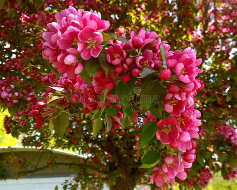 Malus Purpurea Eleyi Ornamental Apple Tree Purple