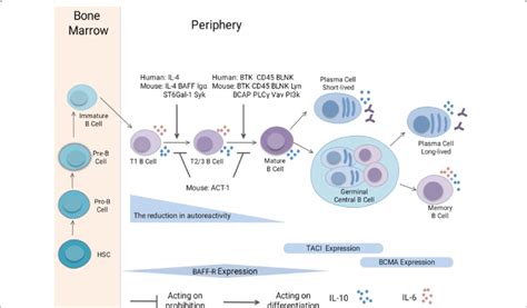 B Cell Differentiation Pathways And Expression Of Trb Associated