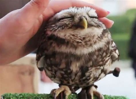 Viral Video Of The Day Lovely Owl Is Irresistibly Cute