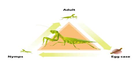 Praying Mantis Life Cycle Learn About Nature