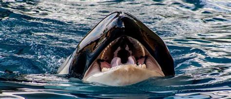 Killer Whales Taste For Shark Sends Great Whites Fleeing In Terror