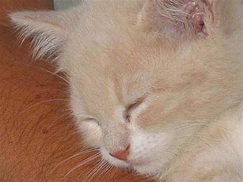 Qué es la peritonitis infecciosa felina Mascotas
