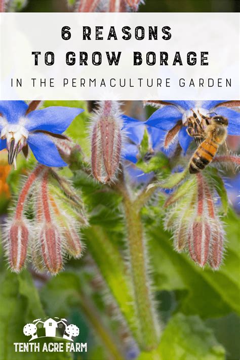 6 Reasons To Grow Borage In The Permaculture Garden Tenth Acre Farm