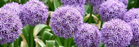 Several types of white insects thrive on the leaves of healthy plants, both indoors and outdoors. Outdoor Plants | Belton Garden Centre