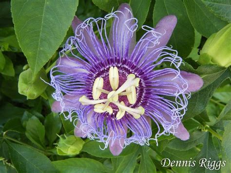 The florida keys are in zone 11. Purple passion bush clipart 20 free Cliparts | Download ...