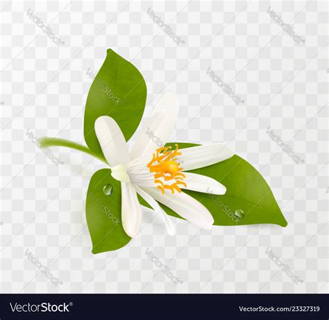 Blooming Tangerine White Flower With Yellow Vector Image