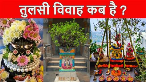 Tulsi Vivah 2022 Date Shubh Muhurat Puja Vidhi Importance Of Tulsi
