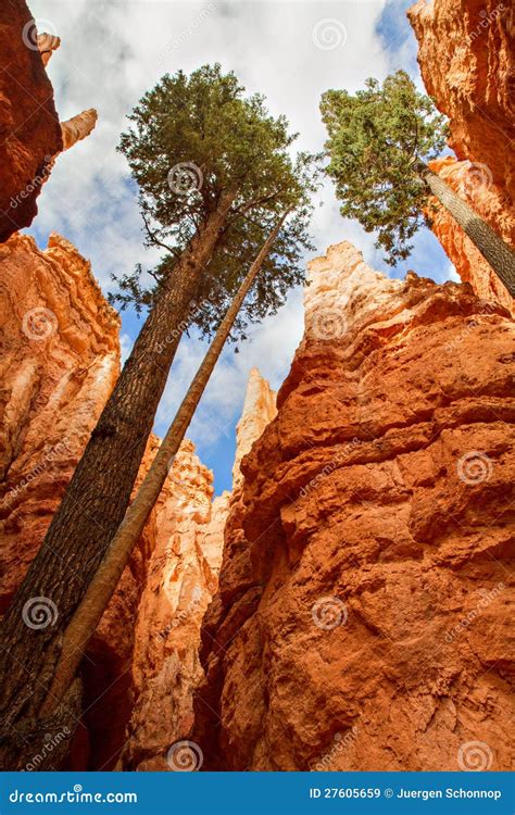 Pine Trees At Bryce Canyon Stock Image Image Of Jupiter 27605659