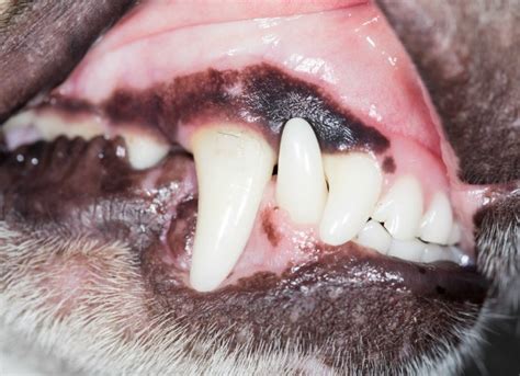 Sometimes cats have an abnormal number of teeth. Pet Dental Cleaning Services in Boca Raton | Healthy Pets ...