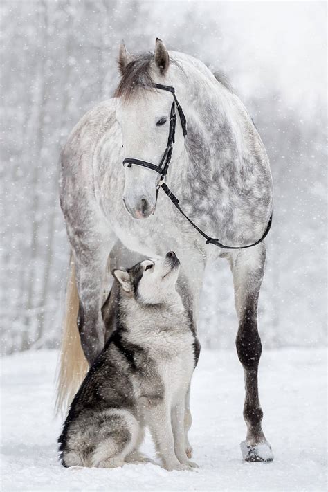 Friendship Between A Horse And Husky Dog Caught In