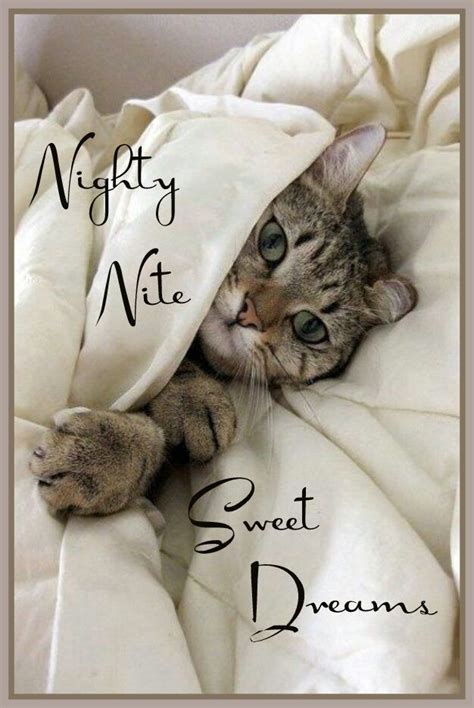 Nighty Nitej Sweet Dreams Good Night Love Images Good Night Cat