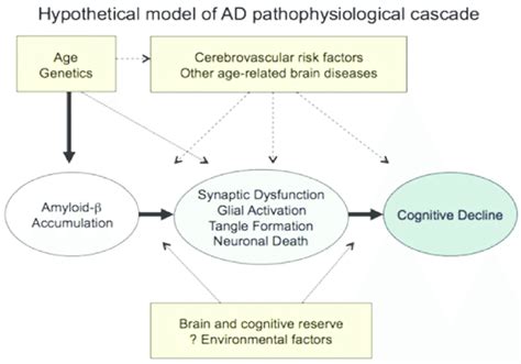 Relationship Between Cognitive Decline And The Basic Pathophysiology Of Download Scientific