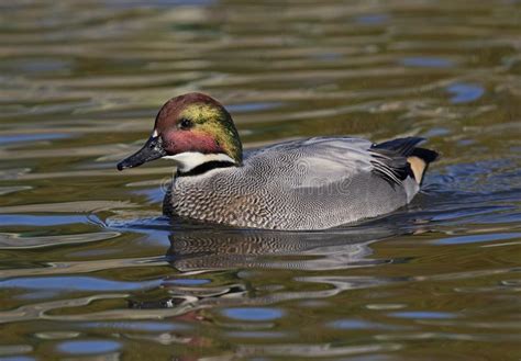 Falcated Duck Or Falcated Teal Mareca Falcata Nice Duck With Rusty