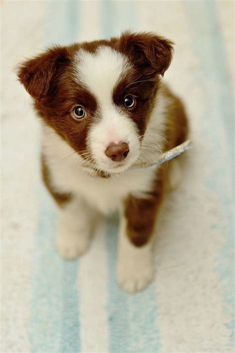 65 Best Images About Brownred And White Border Collies On Pinterest