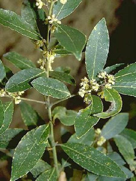 Lorrie how to say lorrie in russian. LAURIER sauce / Bay LAUREL - Jardins Michel Corbeil