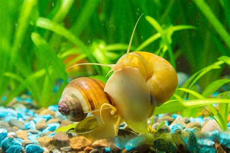 Top 10 Best Artificial Aquarium Plants Aquarium Hunter