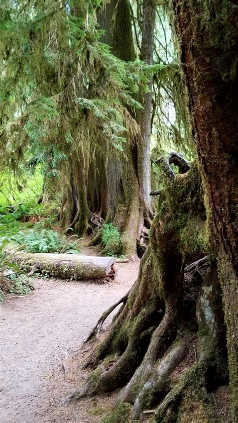 Ho Rainforest In Olympic National Park Wa Forest Landscape Places