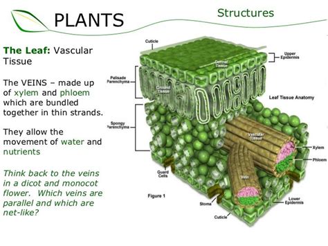 The Leaf Vascular Tissue The Veins Made Up Of Xylem And