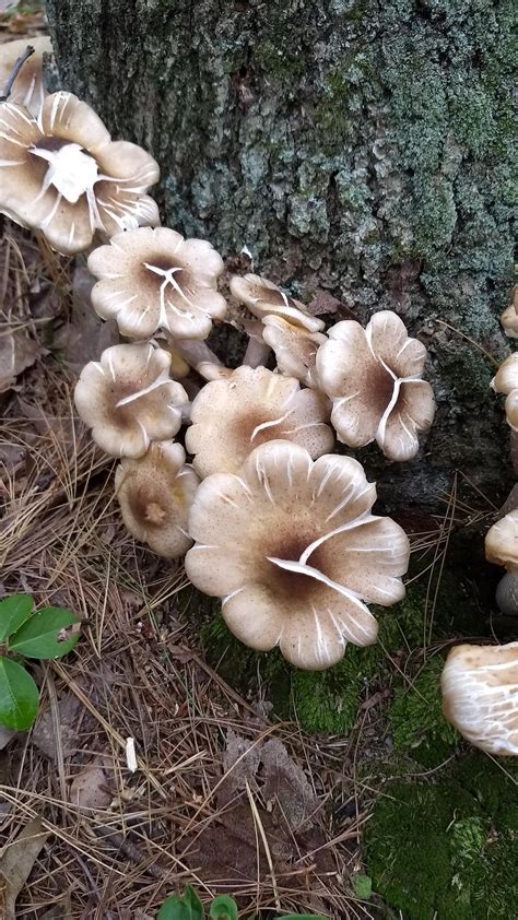 Tree Mushrooms Identification