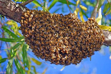 Swarming Bees What Is The Reason For This Beat Your Neighbor