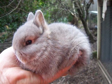 Netherland Dwarf Bunny Netherland Dwarf Bunny Dwarf Bunnies Cute