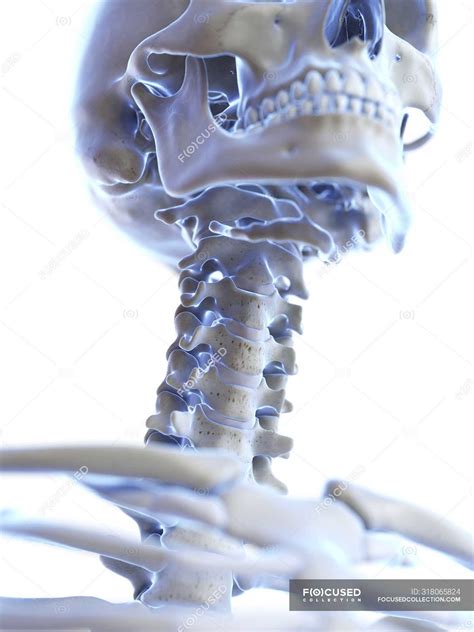 Anatomy Of Human Skeleton Neck Bones Computer Illustration — Backbone