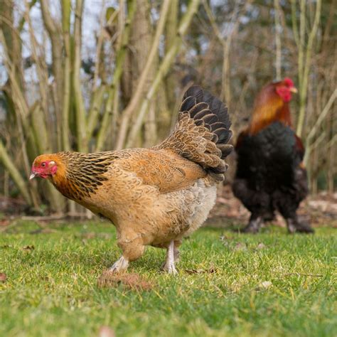 Brahma Chickens What To Know Before You Buy Brahma Chicken Raising My