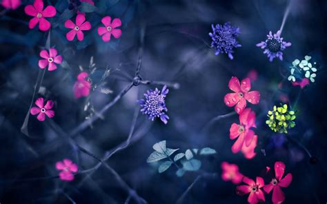 Ingyenes Háttérképek Színes Virágok Növények Lila Makró ág