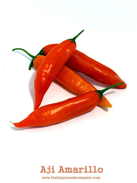 Aji Amarillo Chilli Seeds From The Hippy Seed Company