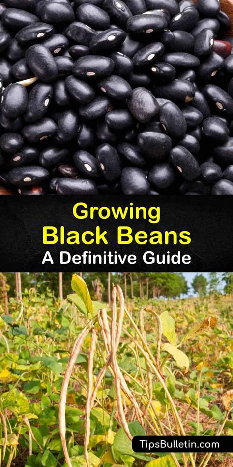 Growing Black Beans A Definitive Guide Growing Beans Bean Garden