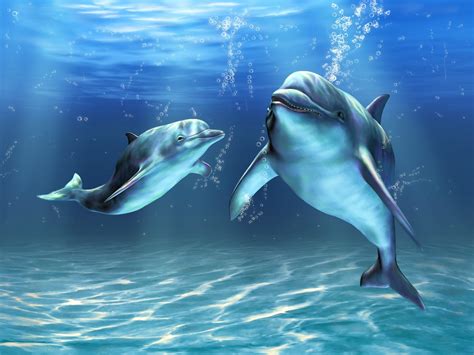 Dolphin Desktop Wallpaper 73 Pictures