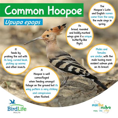 Bird Onthemove The Common Hoopoe Newsbook