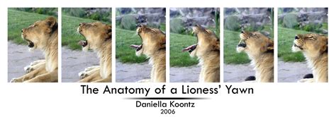 By arkyivolg, posted 6 years ago traditional artist. Anatomy of a Lioness Yawn by Doubtful-Della on DeviantArt