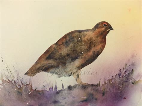 Grouse In The Heather Painted By Watercolour Artist Jane Davies