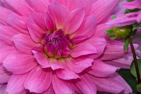 Free Images Blossom Petal Bloom Autumn Pink Dahlia Geothermal