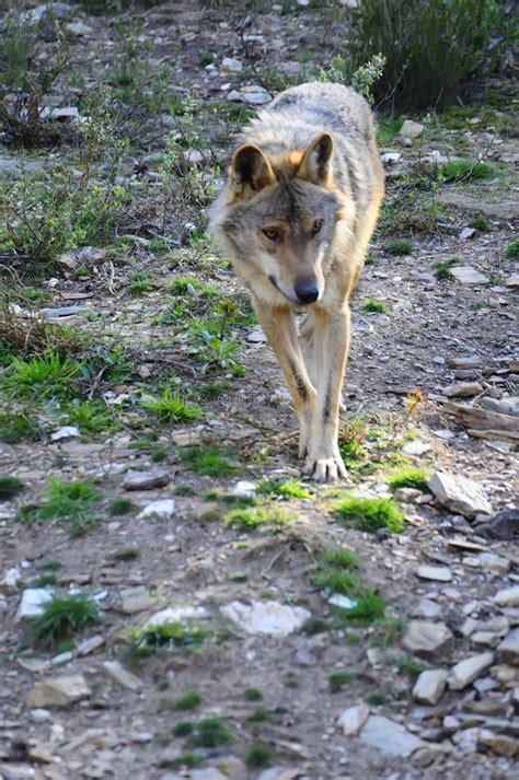 Iberian Wolf Stock Photo Image Of European Portugal 117182684