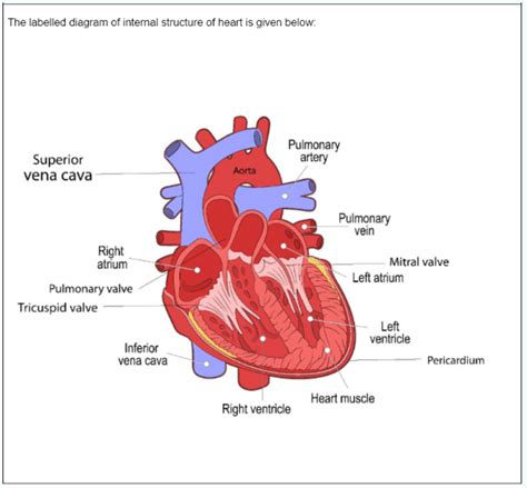 Draw It Neat How To Draw Human Heart Labeled Biology