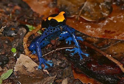 Blue Poison Dart Frog Habitat