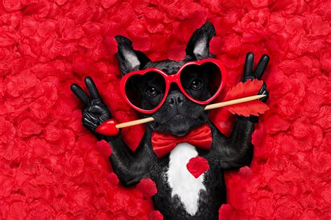 Wallpaper Bulldog Valentines Day Dogs Heart Funny Fingers Bow Tie