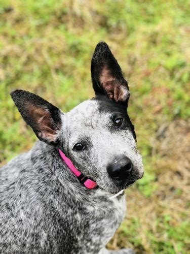 Penny Australian Cattle Dog Blue Heeler Adult Adoption Rescue For