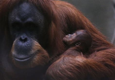 Half Of Worlds Primates Facing Extinction Iucn