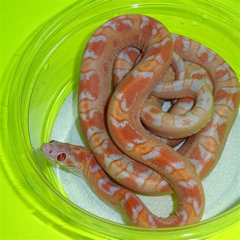 Learn how snakes get around, how they kill and eat their prey, and how they court and reproduce. Amel Scaleless Het Caramel Corn snake - juvenile