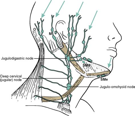 Anatomy Of The Neck And Throat Glands