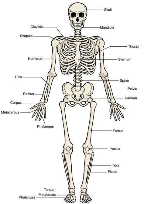The number of bones in the human body varies according to the counting method used. The Skeleton (โครงกระดูก)