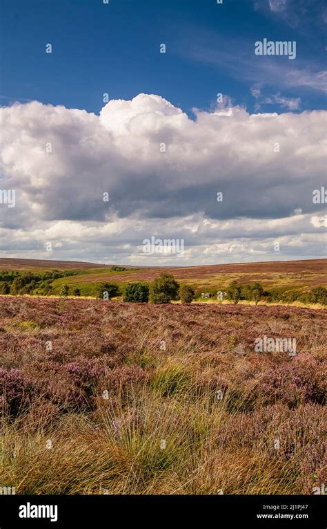 The Heather Moorland Of The North Yorkshire Moors Stock Photo Alamy