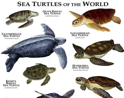 Freshwater Turtles Of North America Poster Print Sea